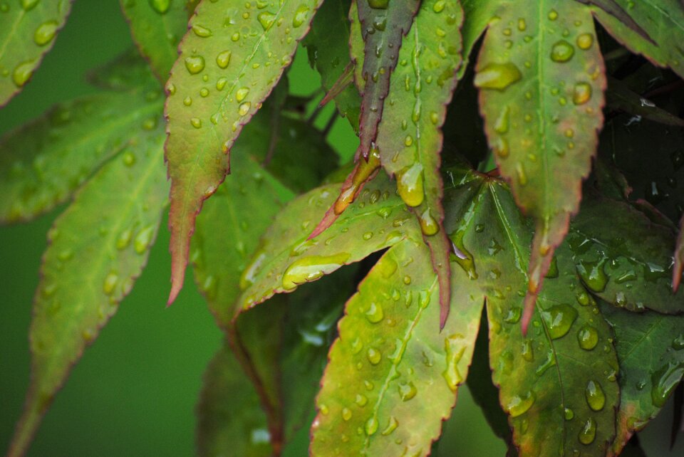 Leaf season light