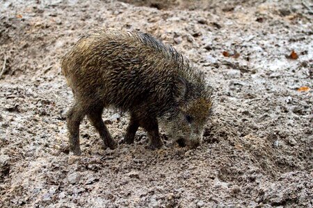 Nature bristles mud