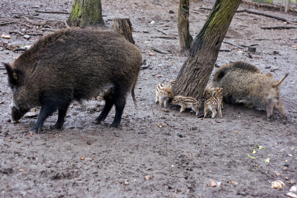Nature bristles mud