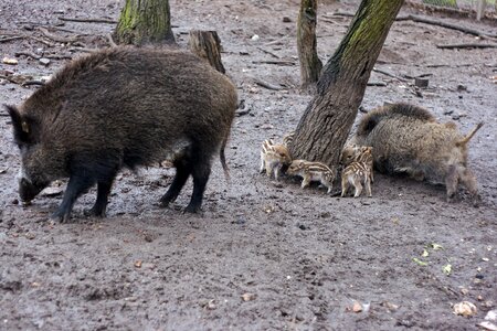 Nature bristles mud