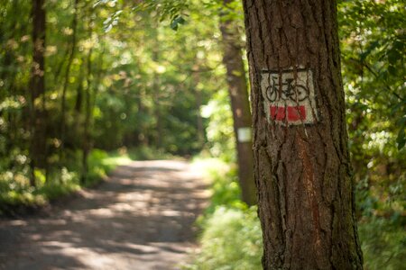 Hiking trails summer poland photo