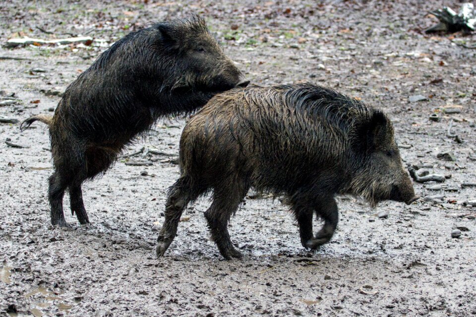 Wild boars forest wild boar