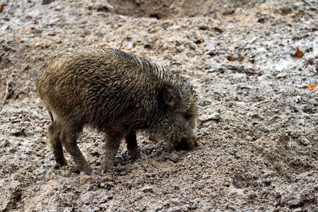Nature bristles mud