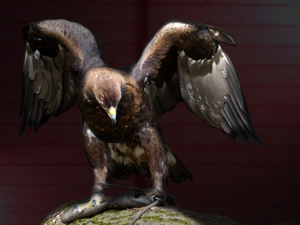 Bird of prey animals birds
