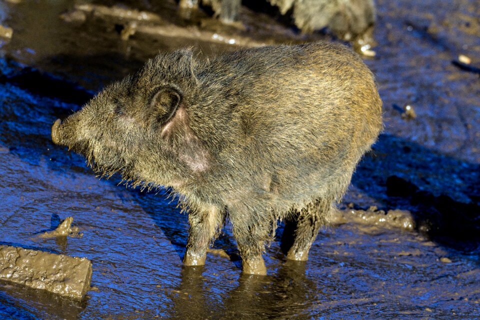 Wild boars forest nature