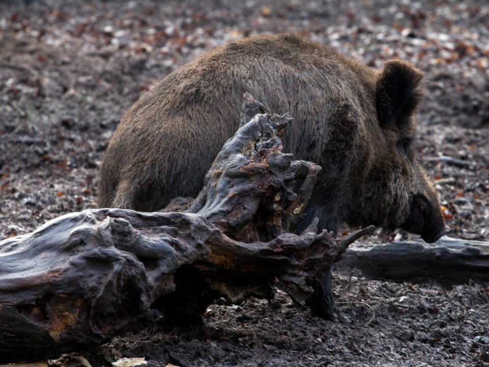 Wild boars forest wild boar