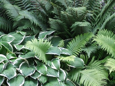 Shadow leaf fern photo