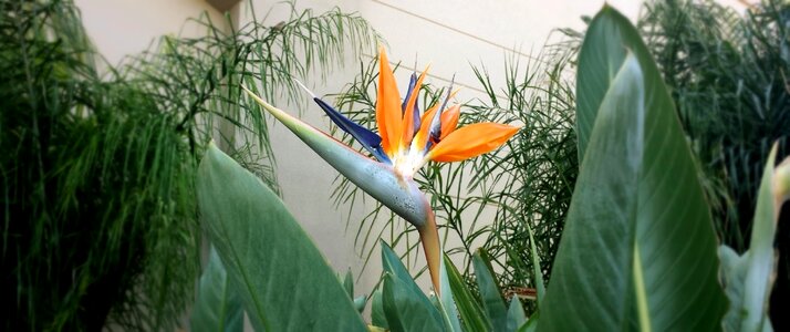 Tropical orange nature