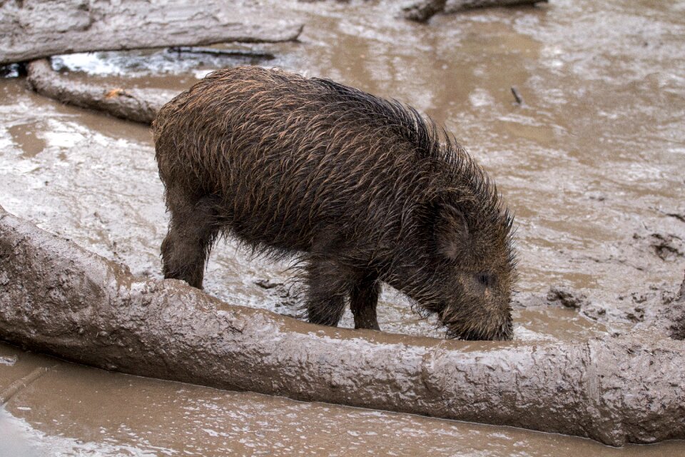 Wild boars forest wild boar