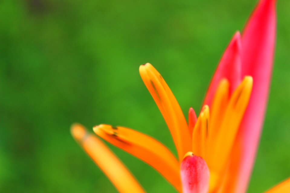 Color macro colorful
