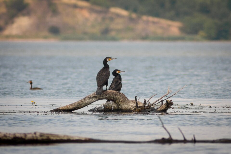 Cormorants water bird nature