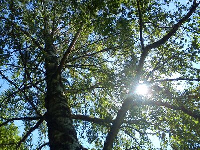 Solar birch trees sunlight photo
