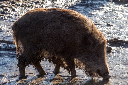 Nature bristles mud
