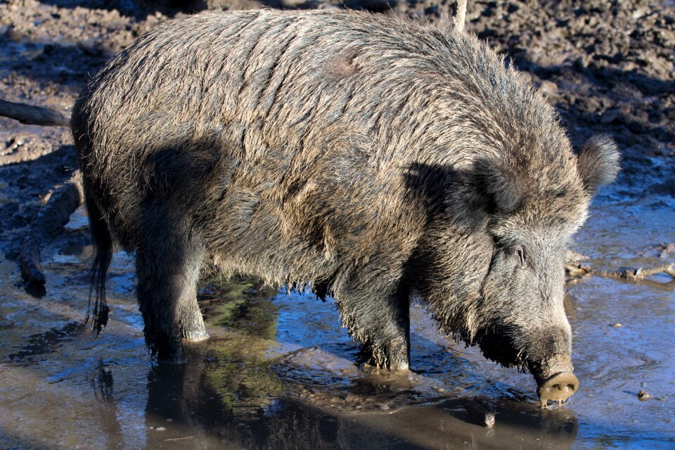 Wild boars forest nature