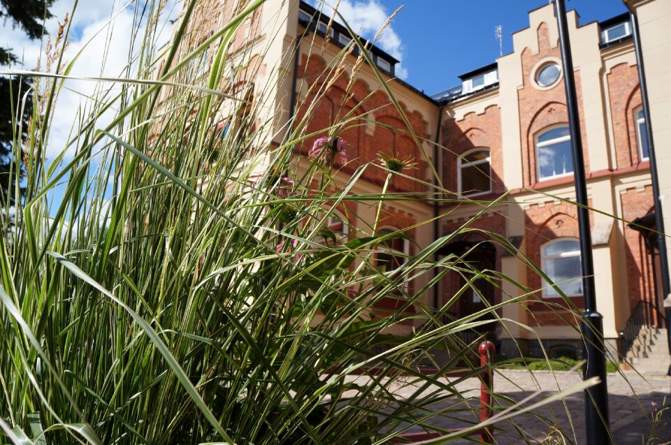School spring grass