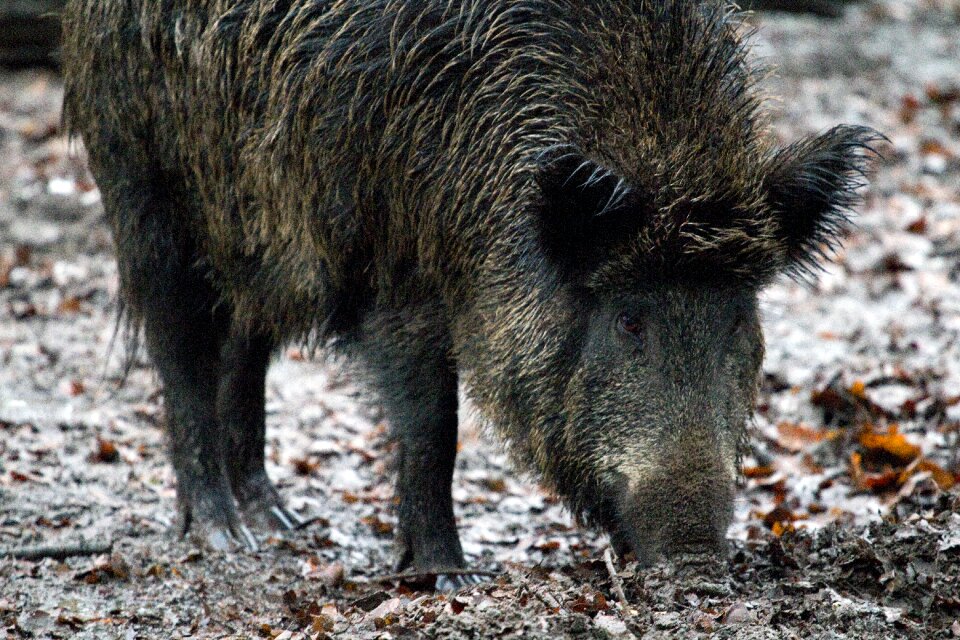 Wild boars forest nature