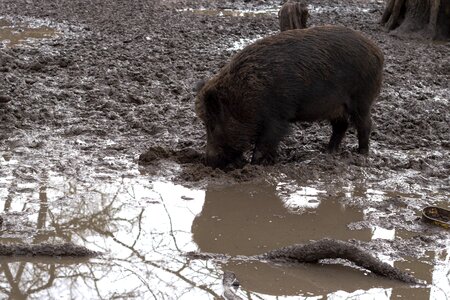 Wild boars forest nature photo