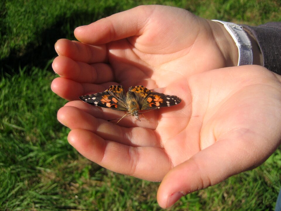 Butterfly hands flight