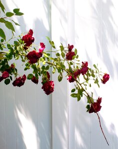 White fence outdoor