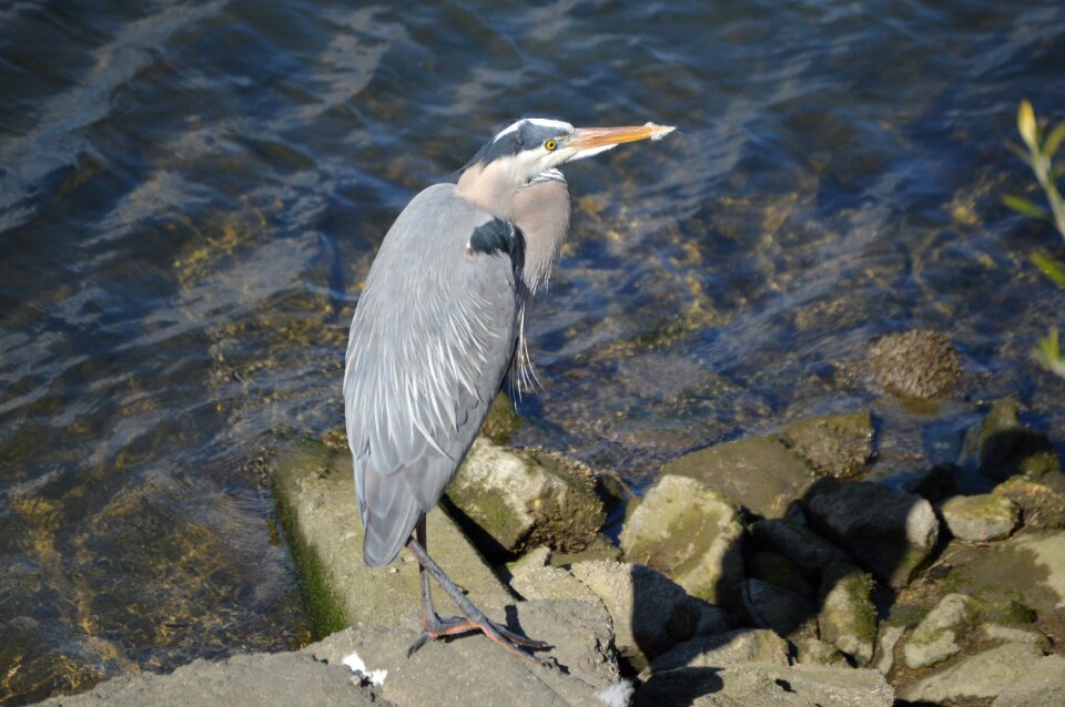 Wildlife bird water