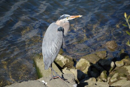 Wildlife bird water