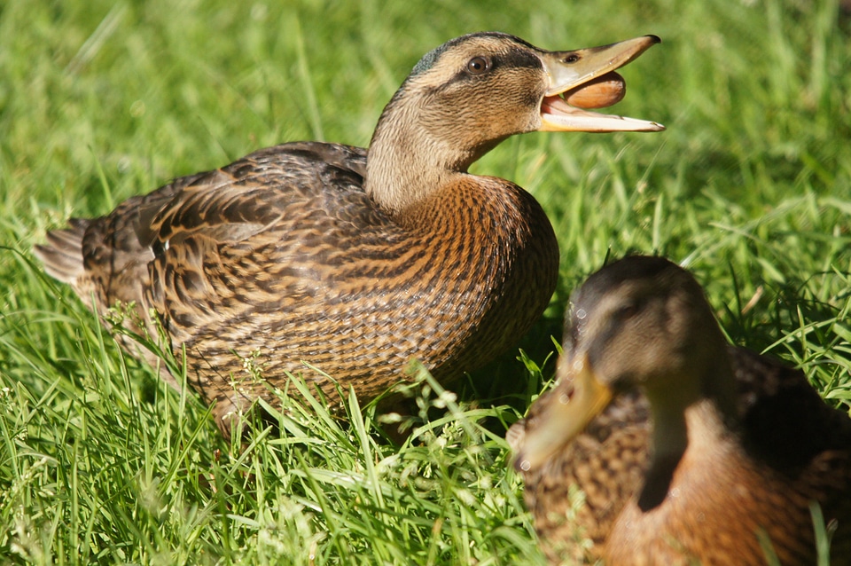 Duck animals nature