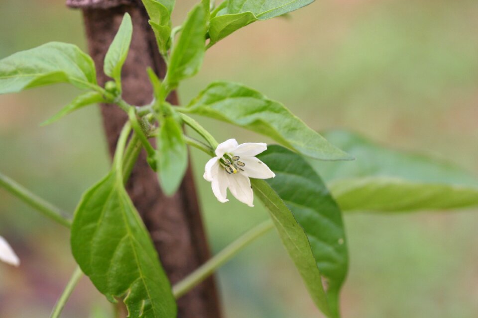 Hot pepper flower weekend farm organic