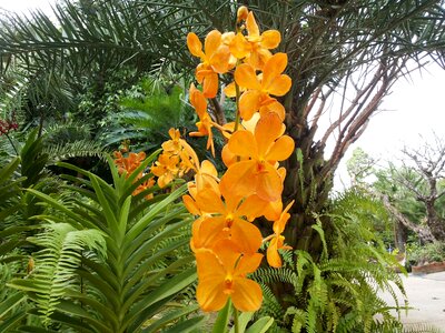 Orchid flowers nature