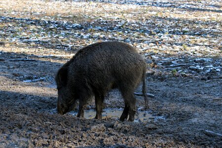 Wild boars forest nature photo