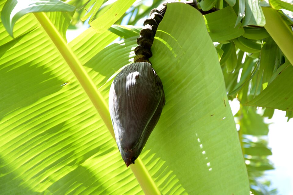 Fruit plants food