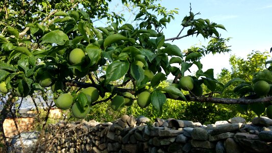 Plum branches earth dam with plum