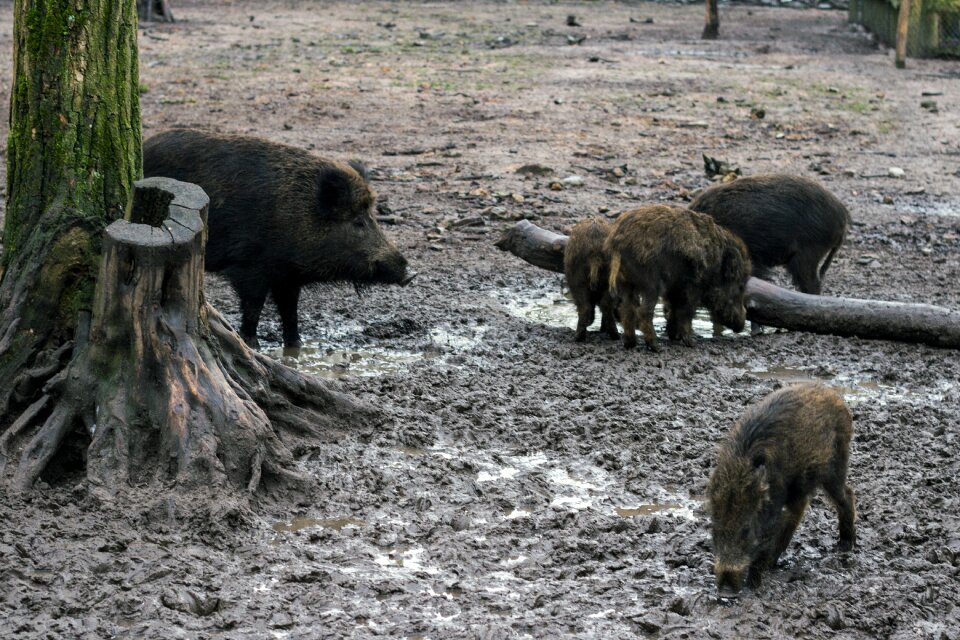 Wild boars forest wild boar
