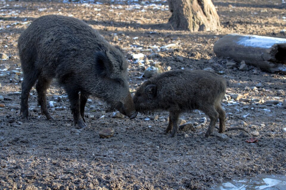 Wild boars forest nature