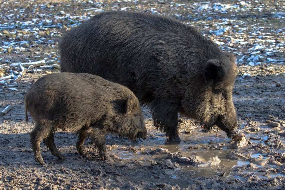 Wild boars forest nature