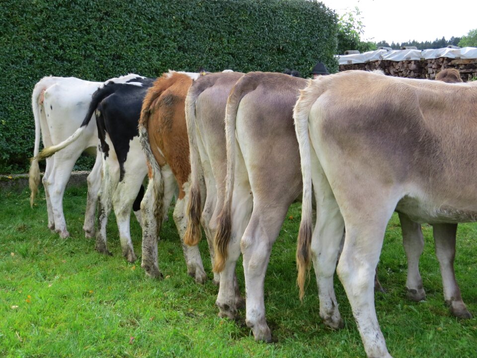 Animals nature agriculture