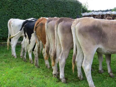 Animals nature agriculture