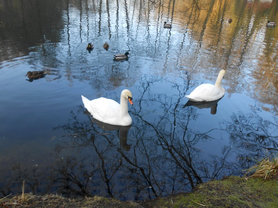 Swan swans water bird