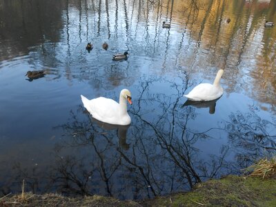 Swan swans water bird