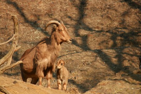 Nature animals animal