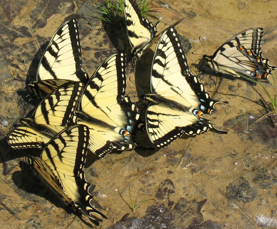 Group butterflies drink