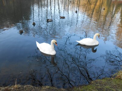 Swan swans water bird