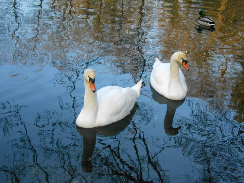 Swan swans water bird
