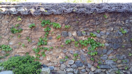 Soil dam ivy and fences