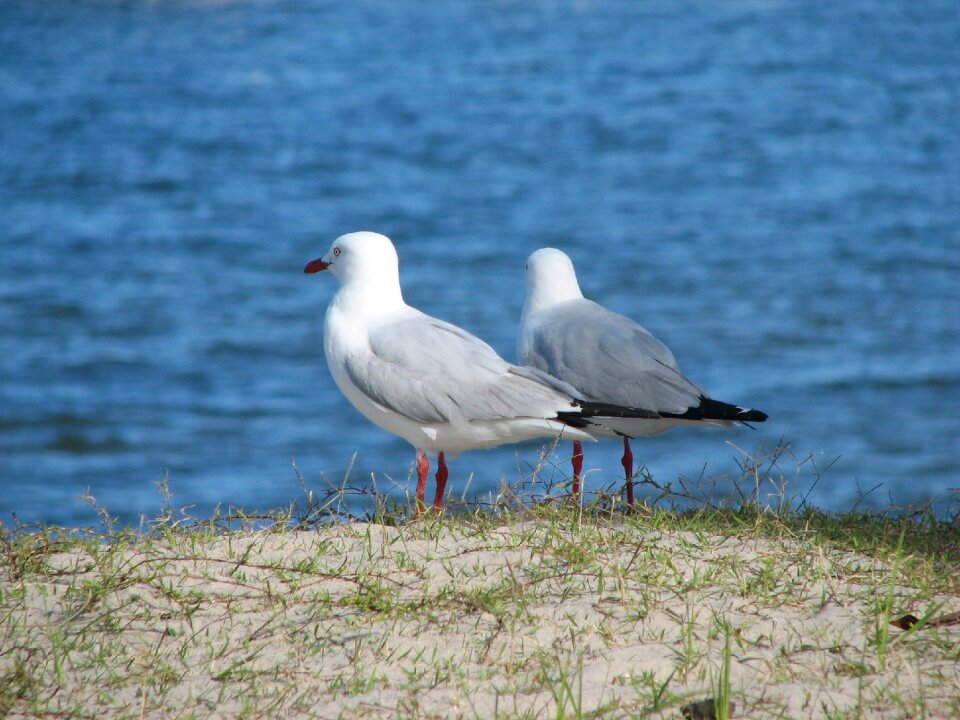 Gull animal wildlife