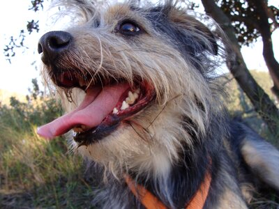 Profile dog animals puppy photo