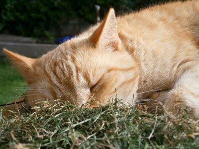 Hay animal pet