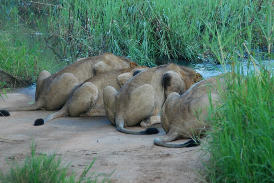 Drink big cat africa