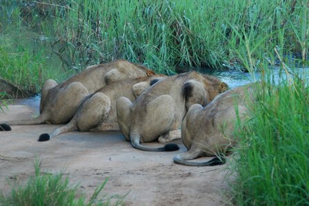 Drink big cat africa