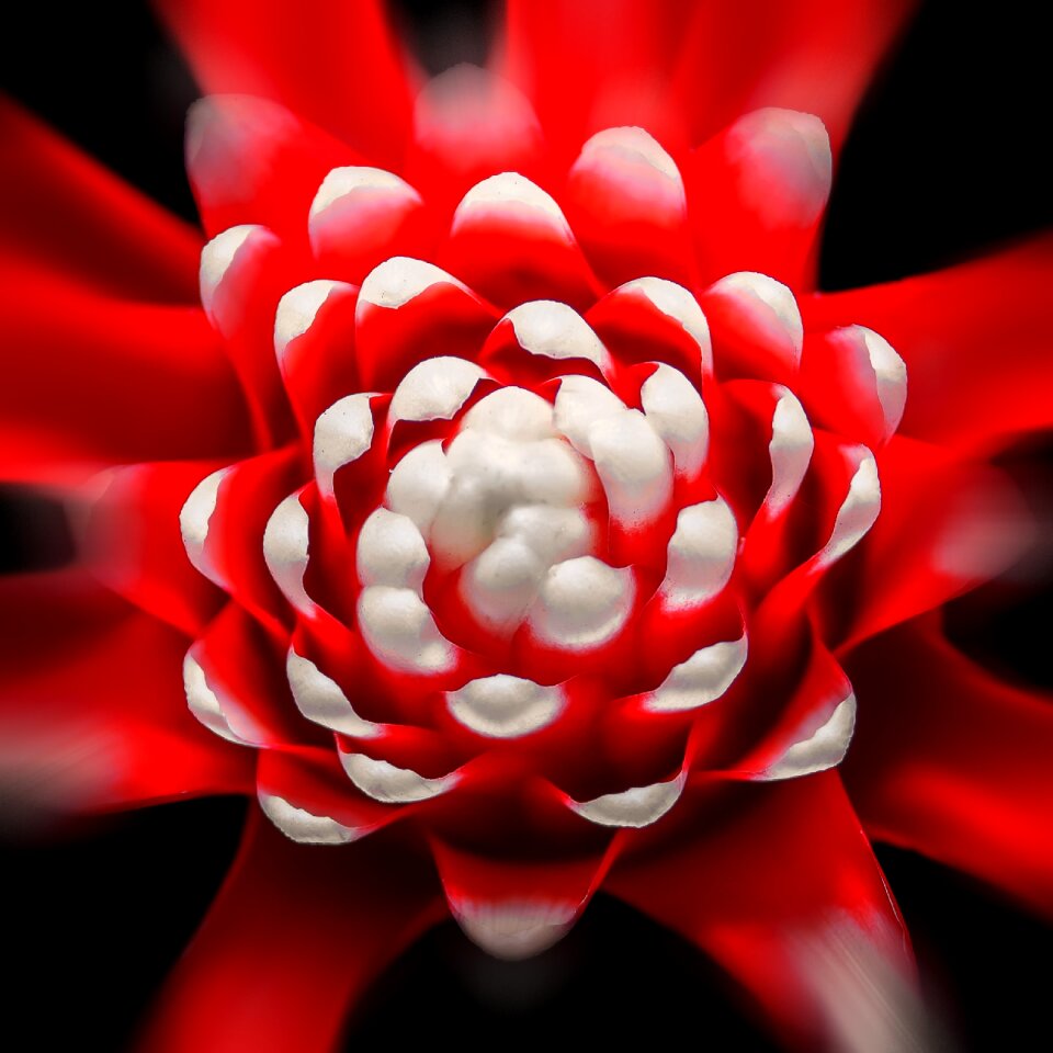 Flora nature flowers