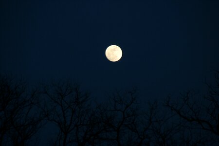 Full moon tree night photo